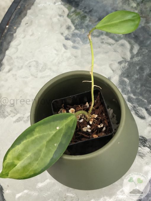 Hoya incrassata 'Moonshadow'