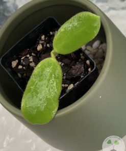 Hoya rotundiflora