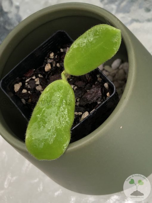Hoya rotundiflora