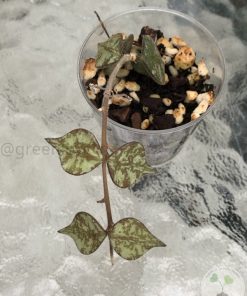 Hoya curtisii silver