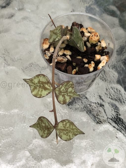 Hoya curtisii silver