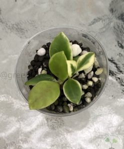 Hoya heuschkeliana albo