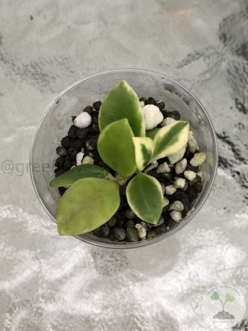 Hoya heuschkeliana albo