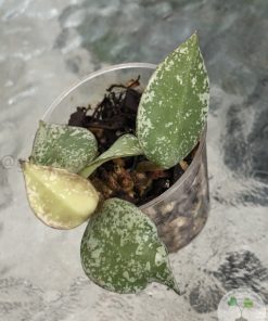 Hoya krohniana 'Eskimo'