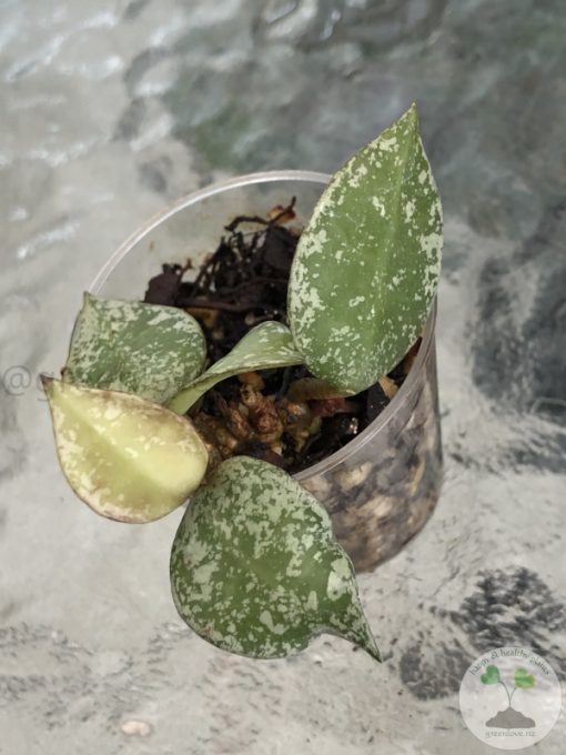 Hoya krohniana 'Eskimo'