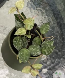 Hoya krohniana 'Eskimo'