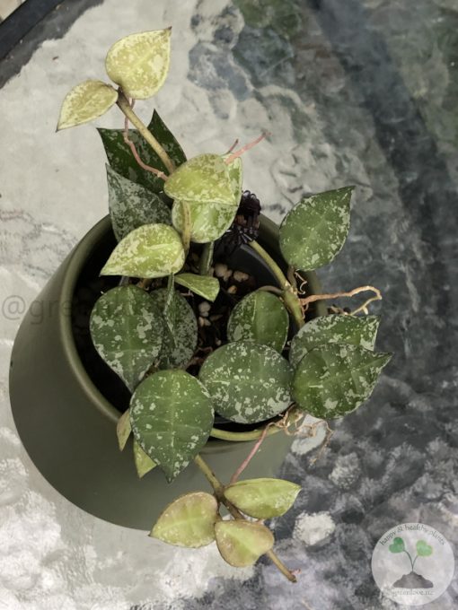 Hoya krohniana 'Eskimo'