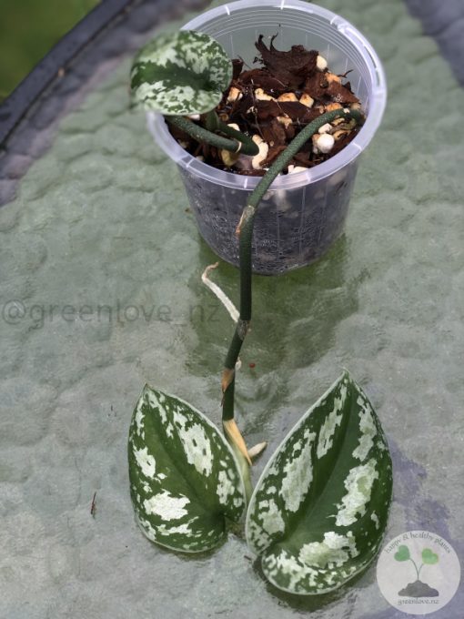 Scindapsus Tricolour Silver Platinum - B