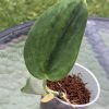 Rare Scindapsus Green Army (round)