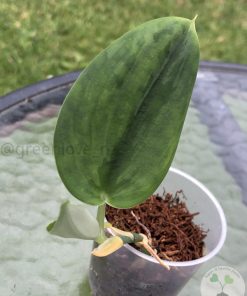 IMG_9501 Rare Scindapsus Green Army (round)
