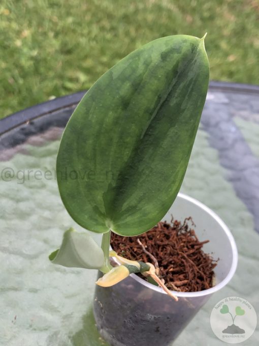 Rare Scindapsus Green Army (round)