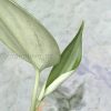 Rare Scindapsus Green Army (round)