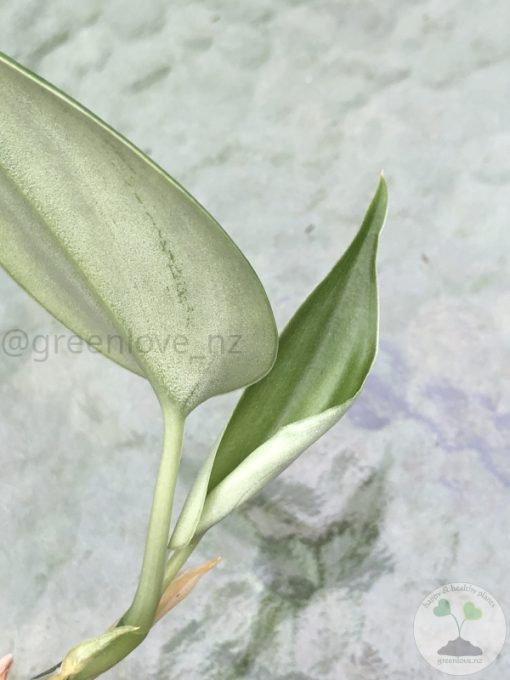 Rare Scindapsus Green Army (round)