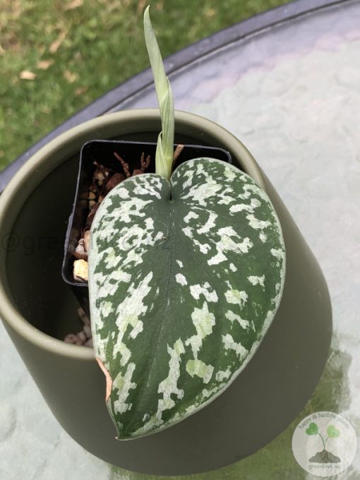 Scindapsus Tricolour Silver Platinum