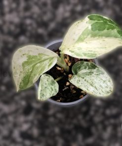 Scindapsus Silver Splash Variegated