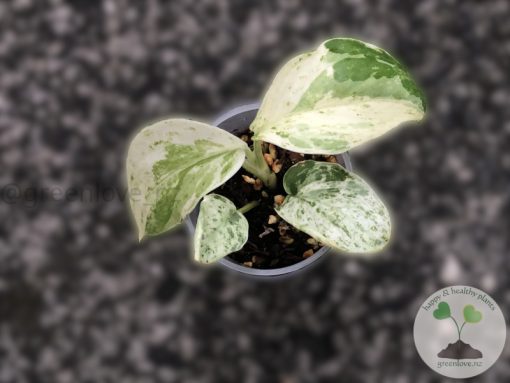 Scindapsus Silver Splash Variegated