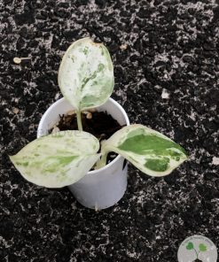 Scindapsus Silver Splash Variegated