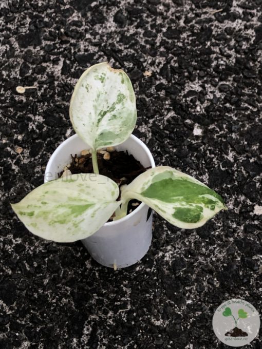 Scindapsus Silver Splash Variegated