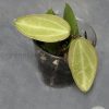 Dischidia ovata (Watermelon)