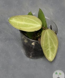 Dischidia ovata (Watermelon)