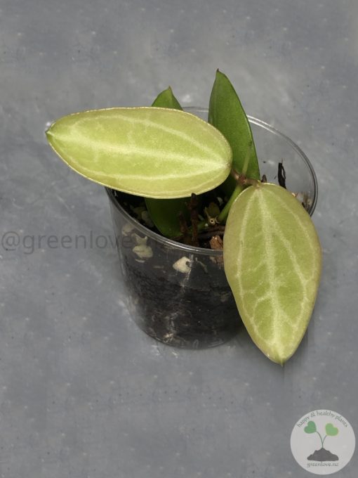 Dischidia ovata (Watermelon)