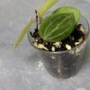 Dischidia ovata (Watermelon)