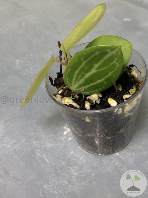 Dischidia ovata (Watermelon)