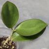 Hoya pachyclada red corona