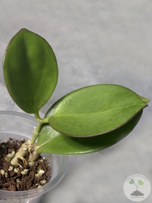 Hoya pachyclada red corona
