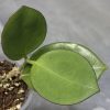 Hoya pachyclada red corona