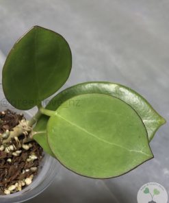 Hoya pachyclada red corona