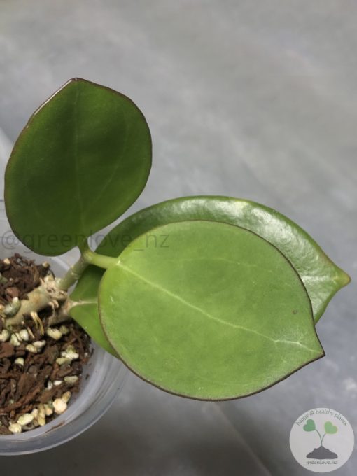 Hoya pachyclada red corona