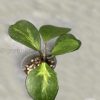 Hoya Obovata inner variegated