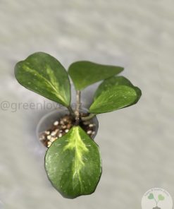 Hoya Obovata inner variegated