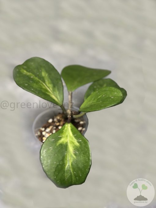 Hoya Obovata inner variegated