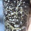 Hoya Obovata inner variegated