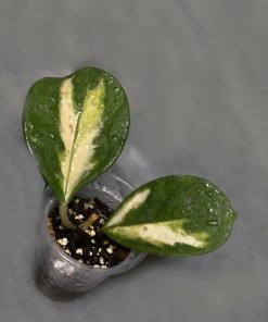 Hoya Obovata inner variegated splash