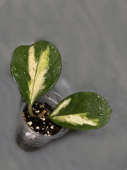 Hoya Obovata inner variegated splash