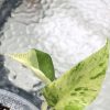 Variegated Minima