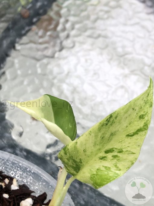 Variegated Minima