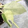 Variegated Minima