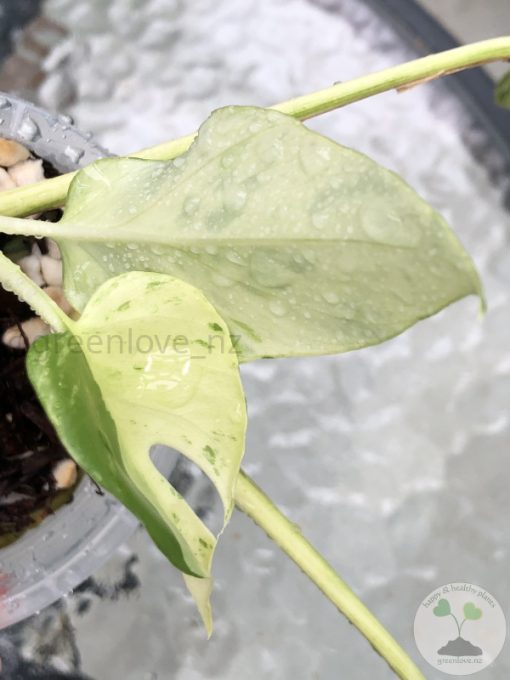 Variegated Minima