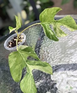 Variegated Minima