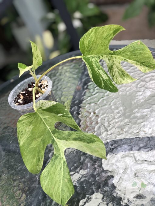 Variegated Minima