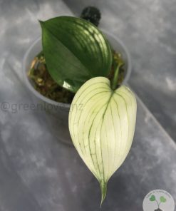 Scindapsus White Monster