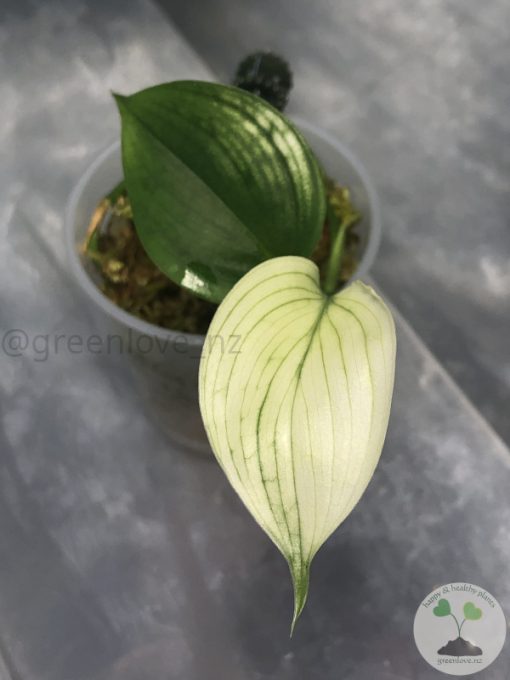 Scindapsus White Monster
