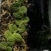 Rare Rhaphidophora Versteegii