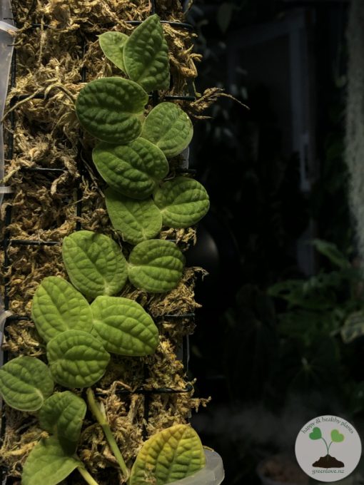 Rare Rhaphidophora Versteegii