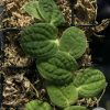 Rare Rhaphidophora Versteegii