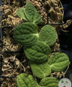 Rare Rhaphidophora Versteegii
